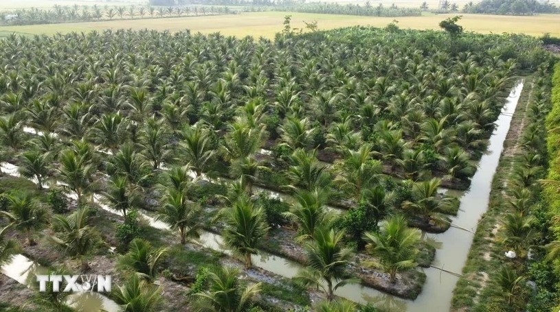 Nine coconut growing areas in Tra Vinh qualified to export to China